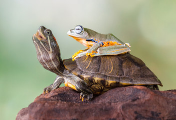 Frog sitting on a turtle
