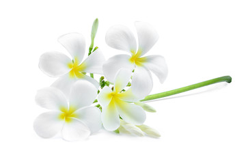 Naklejka na ściany i meble white frangipani (plumeria) flower isolated on white background