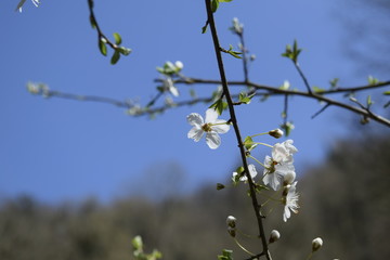 White Flower