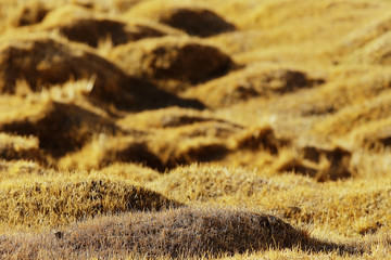 background with beautiful autumn grass