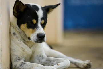 Dog lying in the street during the day