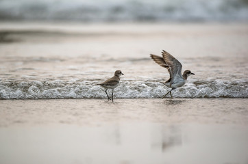 Birds in the beach