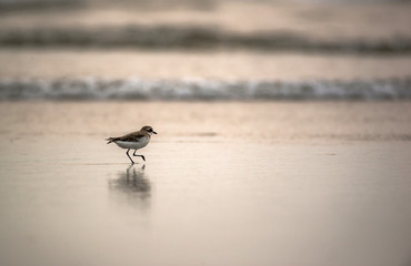 Lone bird in the beach