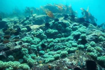 Obraz na płótnie Canvas laminaria sea kale underwater photo ocean reef salt water