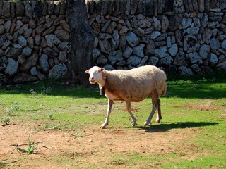 Schaf auf der Wiese