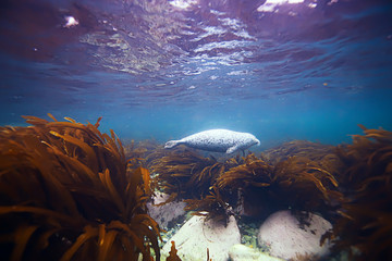 seal underwater photo in wild nature