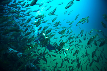 shipwreck, diving on a sunken ship, underwater landscape