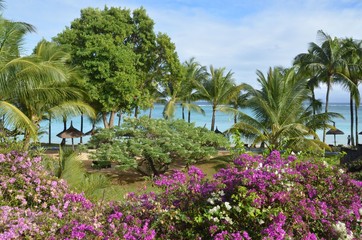 Bouguainvilliers, palmiers et végétation de l'île Maurice, océan indien