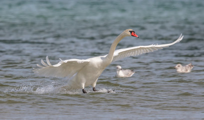 Fototapeta premium landender schwan