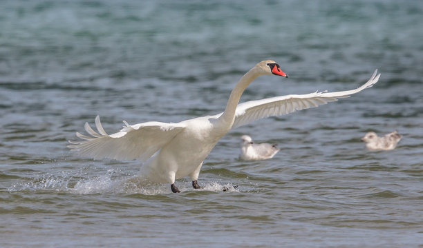landender schwan