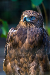 Adler