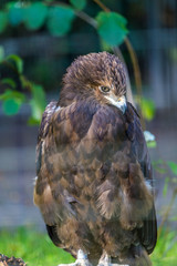 Adler