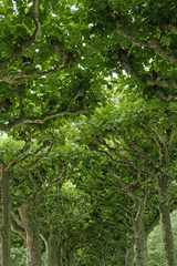 Platanenallee im Sommer