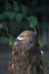 Adler