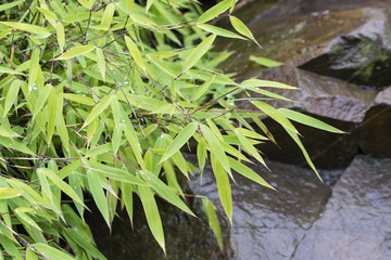 Rain drops on a bamboo leaf.