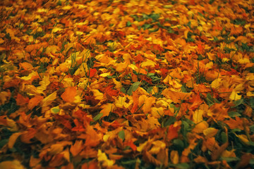 Fallen leaves lie on the ground