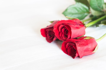 Closeup red rose on white bed background, love and romantic feeling concept