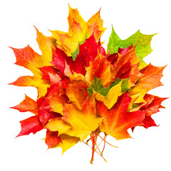 Autumn composition with yellow maple leaves bunch  isolated on white background.  Beautiful Autumn...