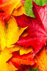 Autumn Background with yellow maple leaves. Beautiful Autumn concept Wallpaper