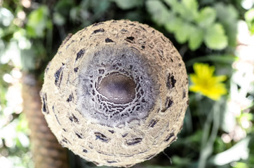 Parasol mushroom