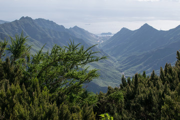 plants with mountains in the background
