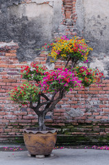 Bougainvillea tree on old brick wall background