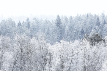 Snow-covered winter russian forest