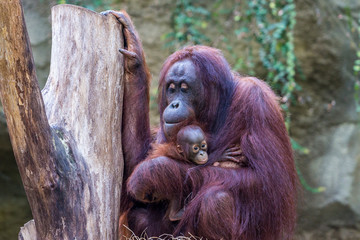 Fototapeta premium Orang-Utan