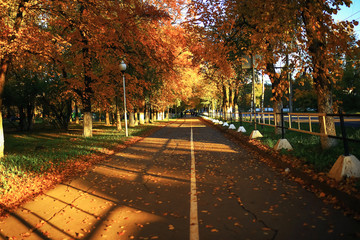 Sunny weather in autumn park