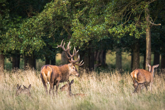 Red deer stag, Cervis elaphus, with his females around him