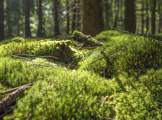 sunny forest scenery
