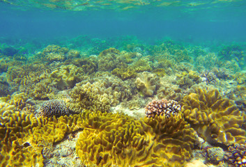 Naklejka na ściany i meble Underwater landscape with coral reef. Coral undersea photo. Seashore texture.
