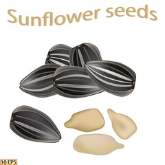 Sunflower seeds. Vector illustration. Sunflower seeds isolated on white background.  