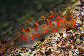 nudibranch clam underwater photo macro