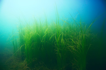 Fototapeta na wymiar Alga underwater landscape world freshwater pond