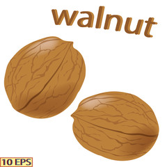 Walnut isolated on white background. Icon of walnut. Vector illustration.