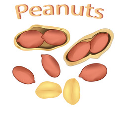 Peanuts in the shell. Shelled nuts. Groundnuts isolated on white background. Icon of peanuts. Vector illustration.