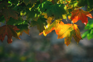 MAPLE - Colorful leaves in the sun