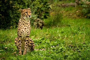 Gepard sitzt auf der Wiese