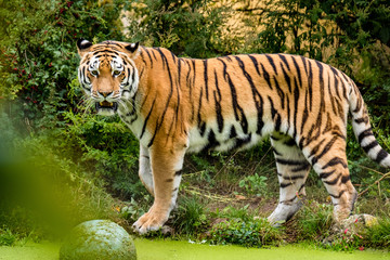 Tiger steht neben dem Wasser