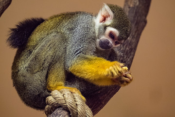 Totenkopfäffchen frisst Früchte