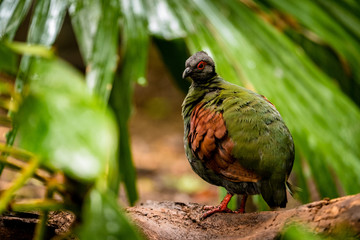 Straußwachtel (Rollulus rouloul)