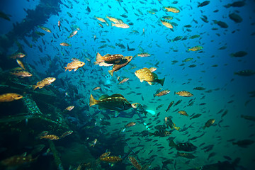 Fototapeta na wymiar flock of fish underwater