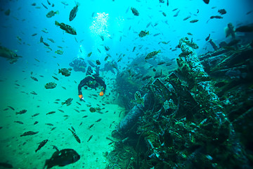 marine animals underwater photo