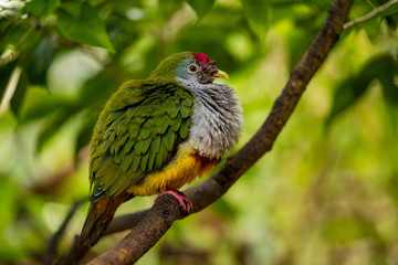 Rotkappen-Fruchttaube (Ptilinopus pulchellus)