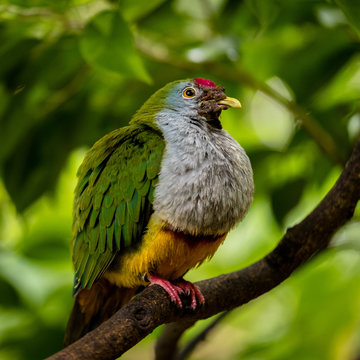 Rotkappen-Fruchttaube (Ptilinopus pulchellus)