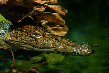 Krokodil wartet auf seine Beute