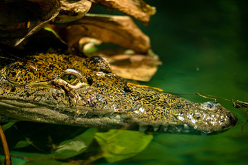 Krokodil wartet auf seine Beute