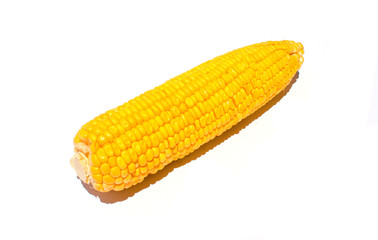 Yellow corn on white background. Sweet yellow corn isolated studio photo