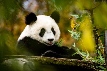 Großer Panda streckt die Zunge raus